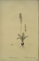 Picture 377 of 960 from Les liliacées (1805), leaf 195