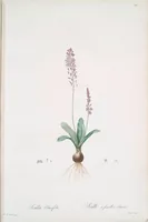 Picture 378 of 960 from Les liliacées (1805), leaf 195
