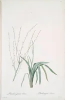 Picture 379 of 960 from Les liliacées (1805), leaf 196
