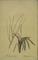 Picture 380 of 960 from Les liliacées (1805), leaf 196