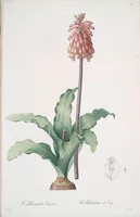 Picture 382 of 960 from Les liliacées (1805), leaf 198