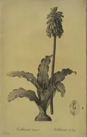 Picture 383 of 960 from Les liliacées (1805), leaf 198