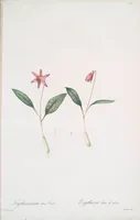Picture 384 of 960 from Les liliacées (1805), leaf 199
