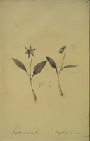 Picture 385 of 960 from Les liliacées (1805), leaf 199