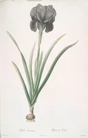 Picture 36 of 960 from Les liliacées (1805), leaf 20