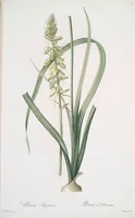 Picture 387 of 960 from Les liliacées (1805), leaf 200