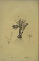 Picture 388 of 960 from Les liliacées (1805), leaf 201
