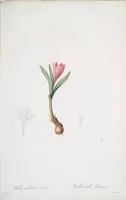 Picture 390 of 960 from Les liliacées (1805), leaf 202