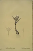 Picture 391 of 960 from Les liliacées (1805), leaf 202