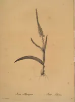 Picture 392 of 960 from Les liliacées (1805), leaf 203