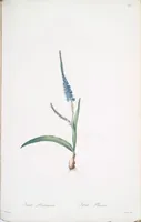 Picture 393 of 960 from Les liliacées (1805), leaf 203