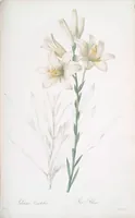 Picture 394 of 960 from Les liliacées (1805), leaf 204