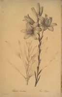 An illustration from Les liliacées (1805)