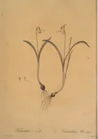 Picture 396 of 960 from Les liliacées (1805), leaf 205
