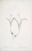 Picture 397 of 960 from Les liliacées (1805), leaf 205