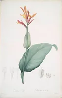 Picture 398 of 960 from Les liliacées (1805), leaf 206