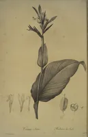 Picture 399 of 960 from Les liliacées (1805), leaf 206
