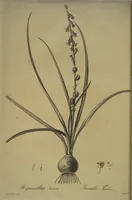 An illustration from Les liliacées (1805)