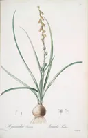 Picture 401 of 960 from Les liliacées (1805), leaf 207