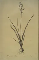 Picture 402 of 960 from Les liliacées (1805), leaf 208
