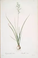 Picture 403 of 960 from Les liliacées (1805), leaf 208