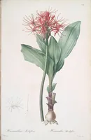 Picture 404 of 960 from Les liliacées (1805), leaf 209