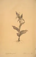 Picture 38 of 960 from Les liliacées (1805), leaf 21