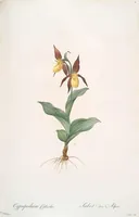 Picture 39 of 960 from Les liliacées (1805), leaf 21