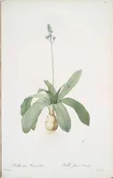 Picture 406 of 960 from Les liliacées (1805), leaf 210