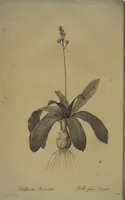 Picture 407 of 960 from Les liliacées (1805), leaf 210