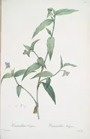 Picture 408 of 960 from Les liliacées (1805), leaf 211