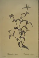 Picture 410 of 960 from Les liliacées (1805), leaf 212