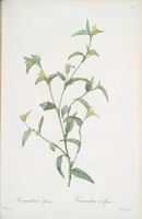 Picture 411 of 960 from Les liliacées (1805), leaf 212