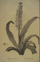 Picture 412 of 960 from Les liliacées (1805), leaf 213