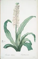 Picture 413 of 960 from Les liliacées (1805), leaf 213