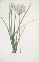 Picture 414 of 960 from Les liliacées (1805), leaf 214