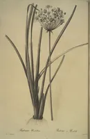An illustration from Les liliacées (1805)