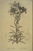 An illustration from Les liliacées (1805)
