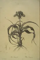 Picture 418 of 960 from Les liliacées (1805), leaf 216