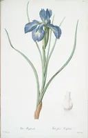 Picture 420 of 960 from Les liliacées (1805), leaf 217