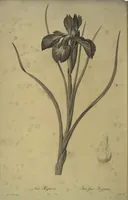 An illustration from Les liliacées (1805)