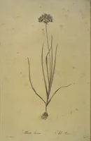 Picture 422 of 960 from Les liliacées (1805), leaf 218