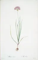 Picture 423 of 960 from Les liliacées (1805), leaf 218