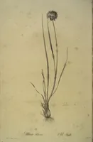 An illustration from Les liliacées (1805)