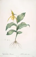 Picture 40 of 960 from Les liliacées (1805), leaf 22