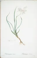 Picture 426 of 960 from Les liliacées (1805), leaf 220