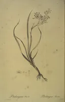 An illustration from Les liliacées (1805)