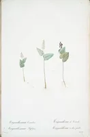 Picture 429 of 960 from Les liliacées (1805), leaf 221