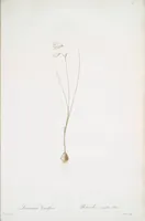 Picture 430 of 960 from Les liliacées (1805), leaf 222