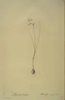 Picture 431 of 960 from Les liliacées (1805), leaf 222